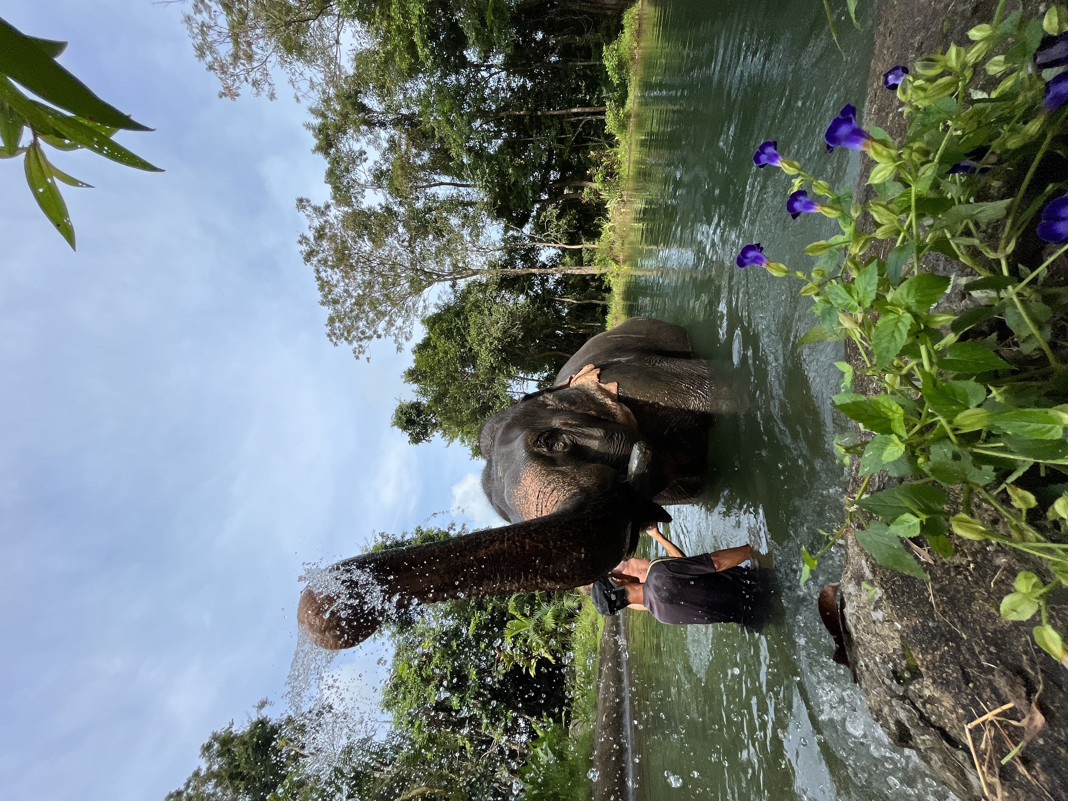 Baby Elephants