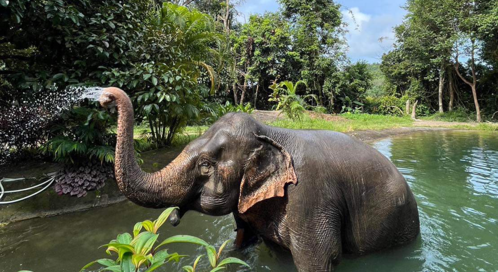 Elephant Bathing