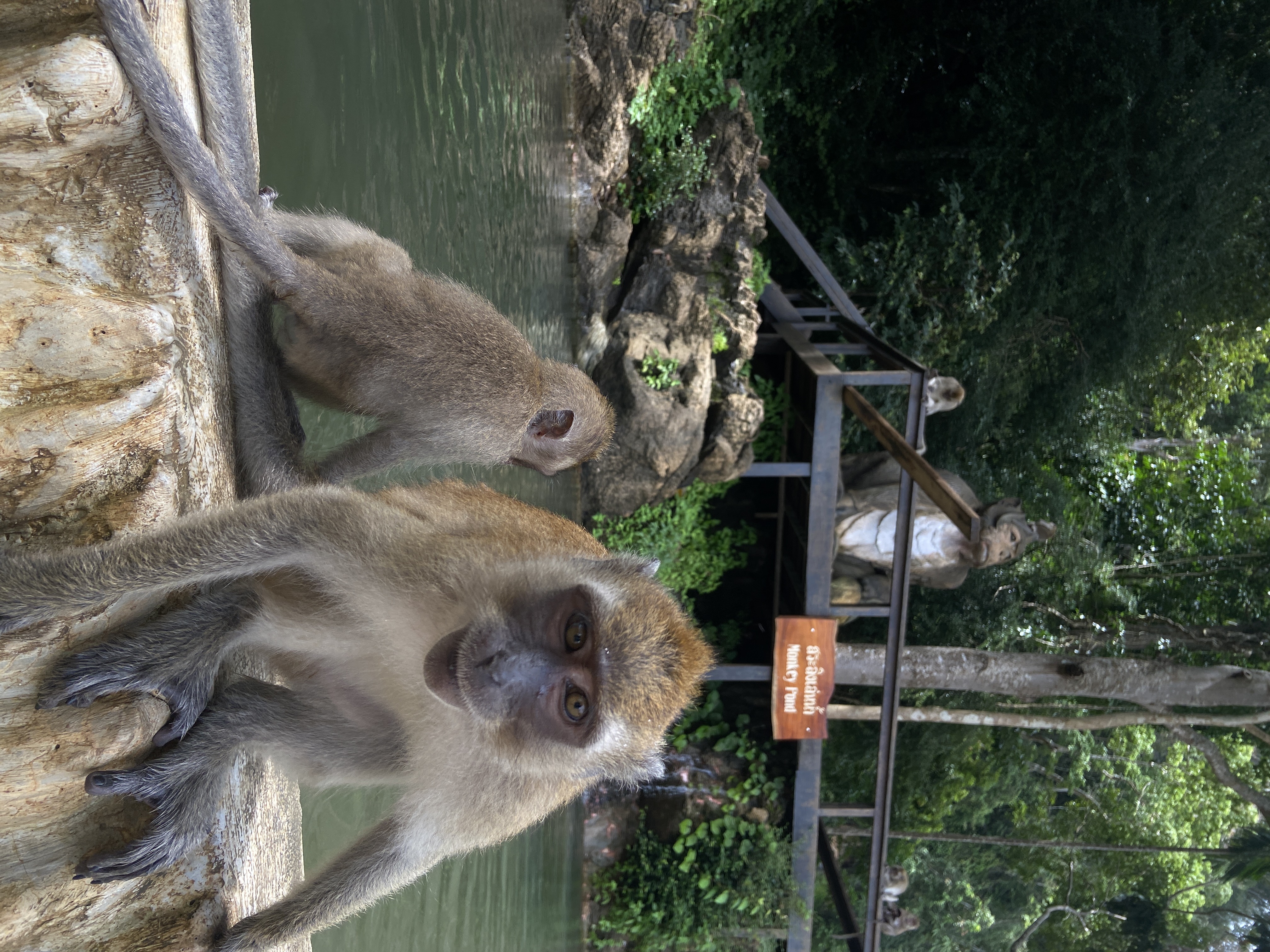 Wat with Monkeys