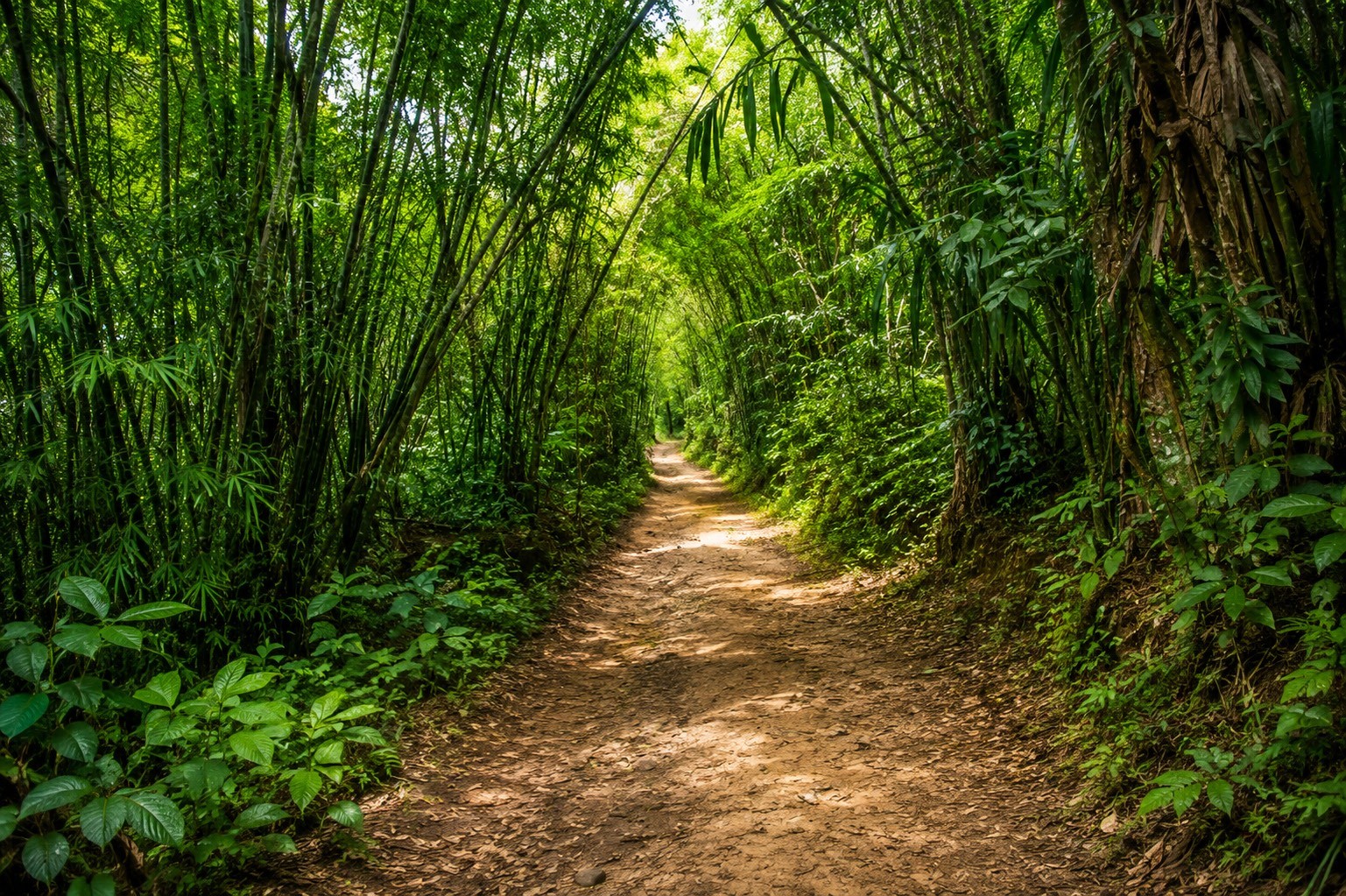 Jungle Trekking