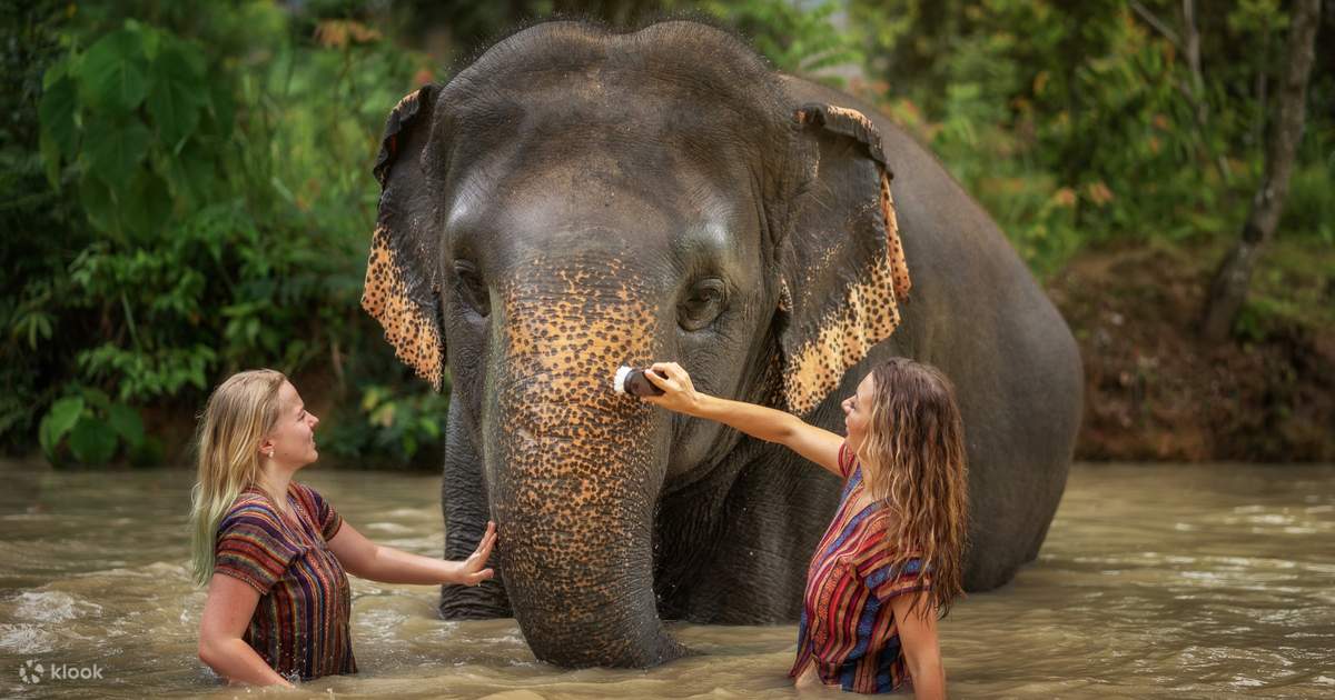 Asian Elephants & Kuy Culture