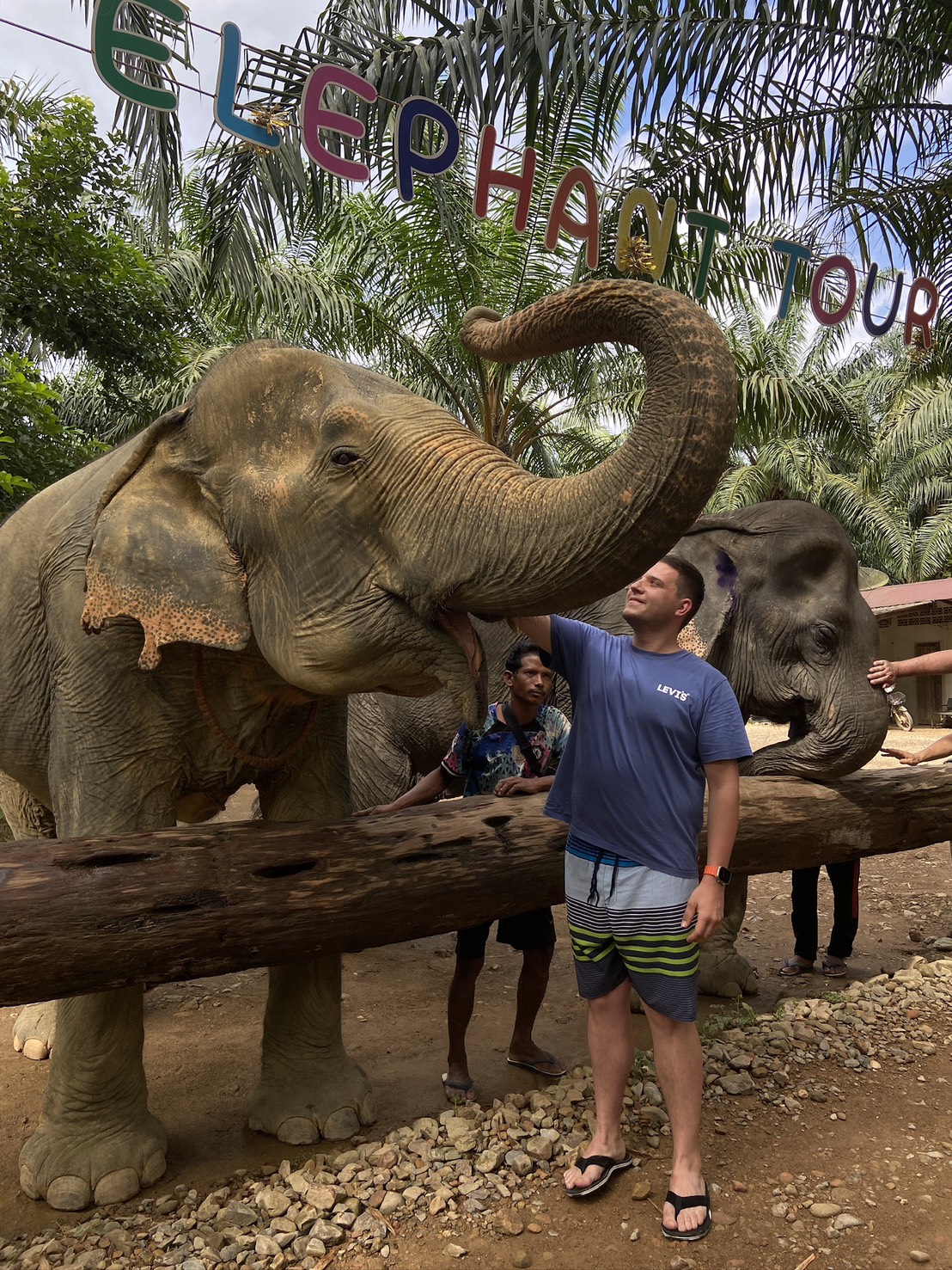 Elephants