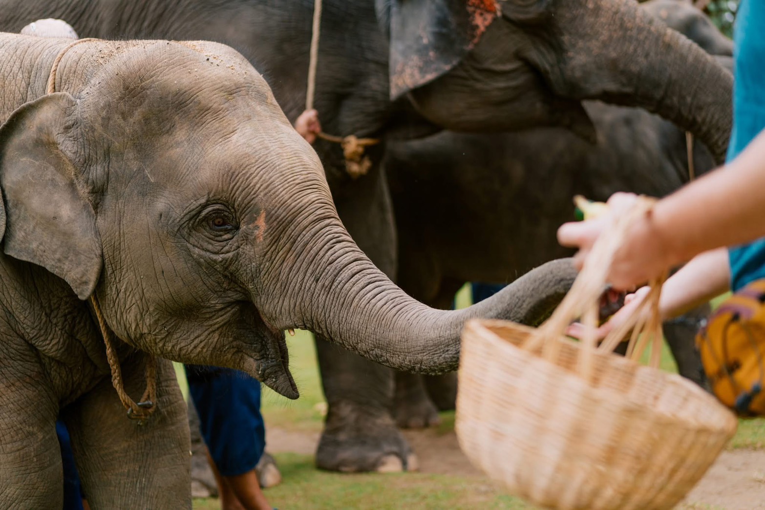 Baby Elephant Bathing