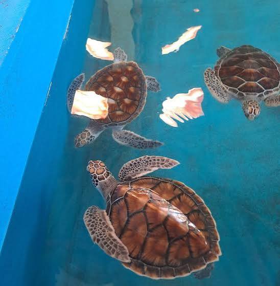 Sea Turtle Conservation