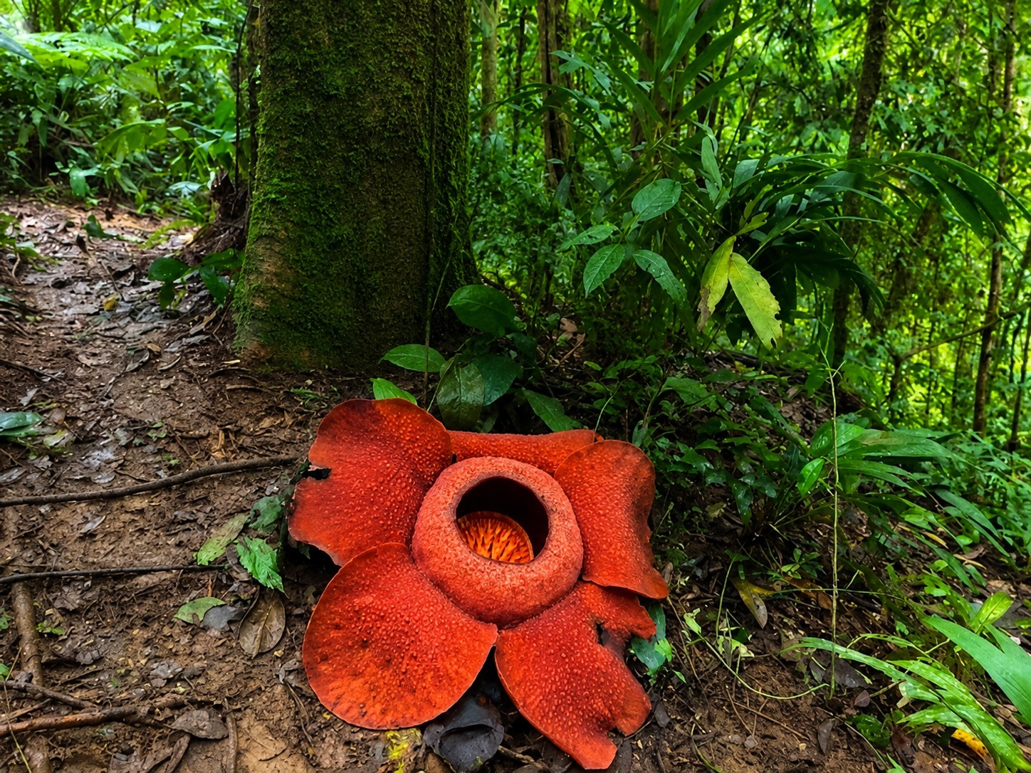Rafflesia Khao Sok
